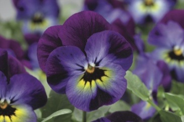 Виола рогатая (Viola cornuta)