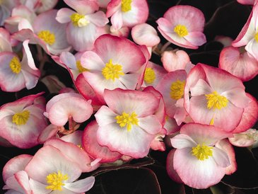 Бегония вечноцветущая (бронзовая листва) (Begonia semperflorens)