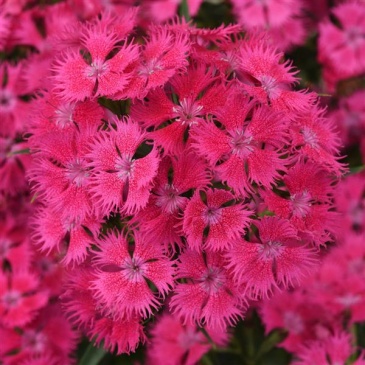 Гвоздика турецкая (Dianthus barbatus)