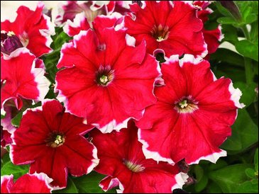 Петуния многоцветковая бахромчатая (Petunia multiflora)