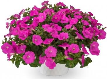 Петуния ампельная гибридная (Petunia x hybrida)