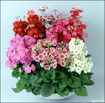 Примула нежная (Primula malacoides)