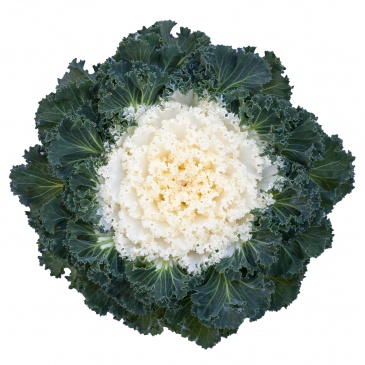 Декоративная капуста (Brassica oleracea)