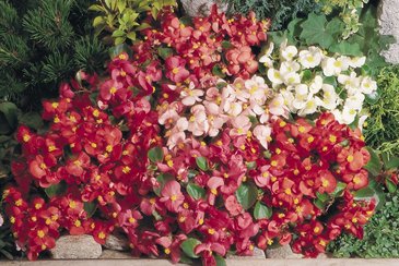 Бегония вечноцветущая (зеленая листва) (Begonia semperflorens)