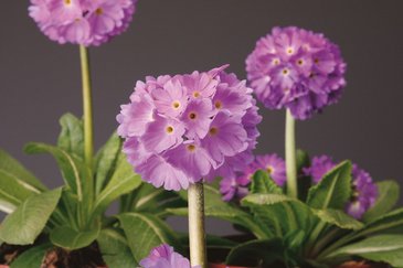 Примула мелкозубчатая (Primula denticulata)