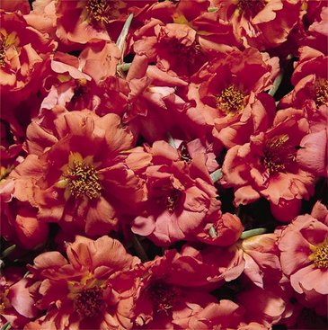 Портулак крупноцветковый (Portulaca grandiflora)