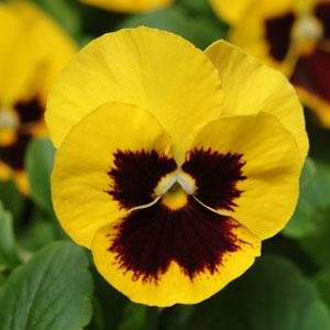 Виола виттрока (Viola wittrockiana)
