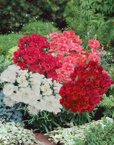 Гвоздика китайская махровая (Dianthus chinensis)