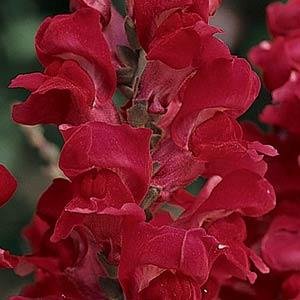 Львиный зев (Антирринум) большой (Antirrhinum majus)