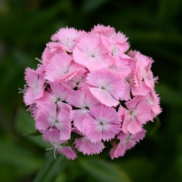Гвоздика турецкая (Dianthus barbatus)