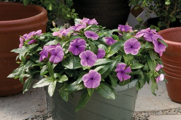 Катарантус розовый ампельный (Vinca rosea)