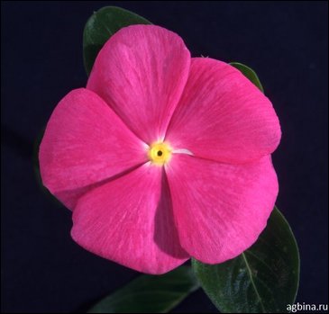 Катарантус розовый (Vinca rosea)