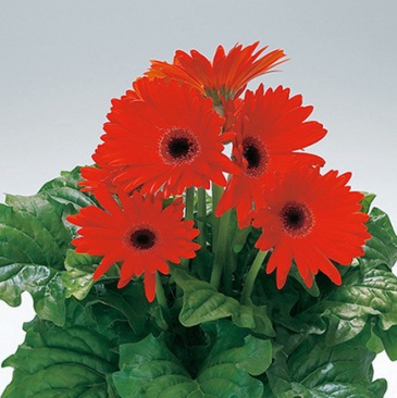 Гербера Джемсона (Gerbera jamesonii)