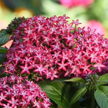Пентас ланцетовидный (Pentas lanceolata)
