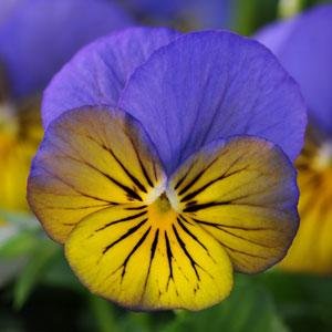 Виола рогатая (Viola cornuta)
