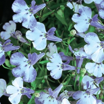 Лобелия ежевидная (Lobelia erinus)