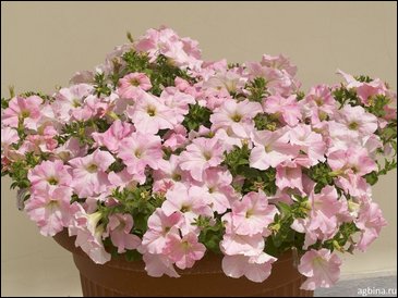 Петуния ампельная гибридная (Petunia x hybrida)