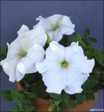 Петуния крупноцветковая (Petunia grandiflora)