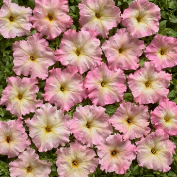 Петуния многоцветковая (Чехия) (Petunia multiflora)