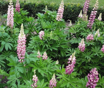 Люпин многолистный (Lupinus polyphyllus)