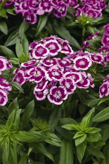 Гвоздика турецкая (Dianthus barbatus)