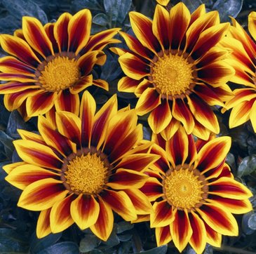 Гацания жестковатая (Gazania rigens)