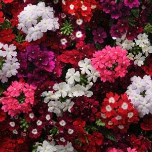 Вербена гибридная (Verbena hybrida)