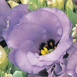 Лизиантус (Эустома) крупноцветковый (Lisianthus grandiflorum)