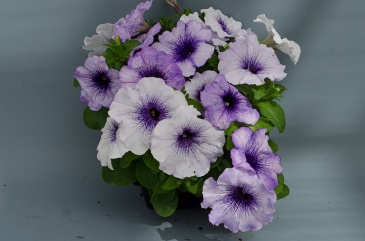 Петуния многоцветковая (генетически компактная) (Petunia multiflora)
