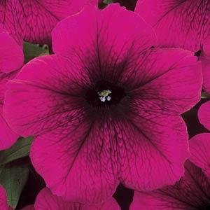 Петуния многоцветковая (Petunia multiflora)