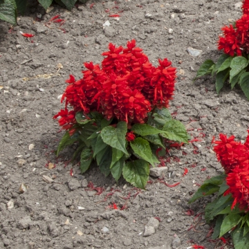 Сальвия блестящая (Salvia splendens)