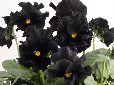 Виола Виттрока бахромчатая (Viola wittrockiana)