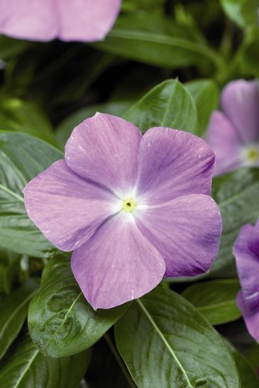 Катарантус розовый (Vinca rosea)
