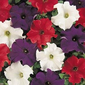 Петуния крупноцветковая (Petunia grandiflora)
