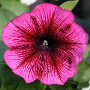 Петуния многоцветковая (Petunia multiflora)