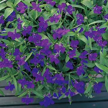 Лобелия ежевидная (Lobelia erinus)