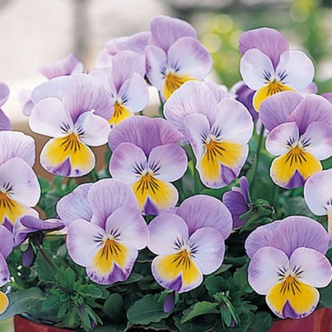 Виола рогатая (Viola cornuta)