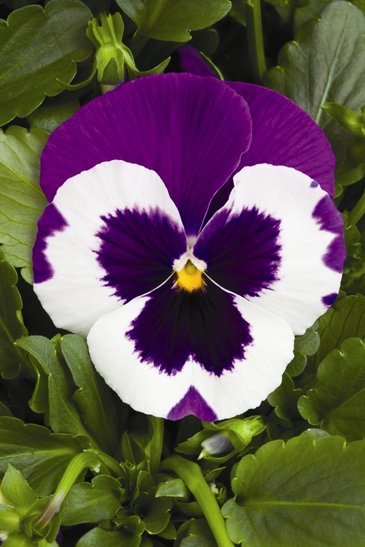 Виола Виттрока (Viola wittrockiana)