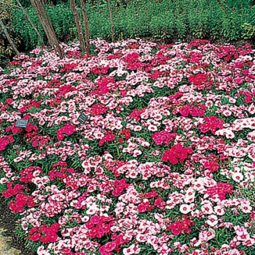 Гвоздика китайская (Dianthus chinensis)