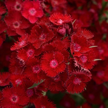 Гвоздика турецкая (Dianthus barbatus)