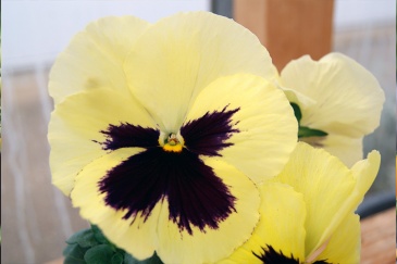 Виола Виттрока (Viola wittrockiana)