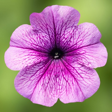 Петуния многоцветковая (генетически компактная) (Petunia multiflora)