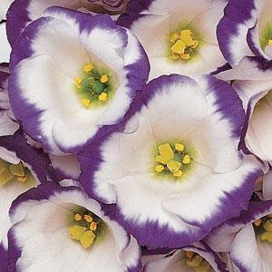 Лизиантус (Эустома) крупноцветковый (Lisianthus grandiflorum)