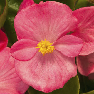 Бегония вечноцветущая (зеленая листва) (Begonia semperflorens)