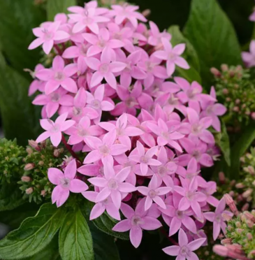 Пентас ланцетовидный (Pentas lanceolata)