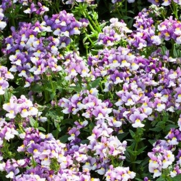 Немезия лазоревая (Nemesia foetens)