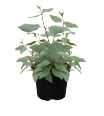 Эвкалипт тополевидный (Eucalyptus populnea)