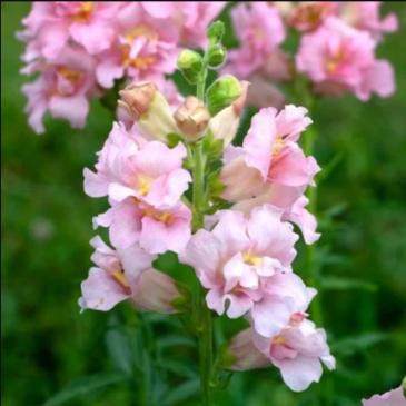Львиный зев (Антирринум) махровый (Antirrhinum majus)