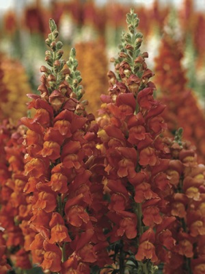 Львиный зев (Антирринум) большой (Antirrhinum majus)
