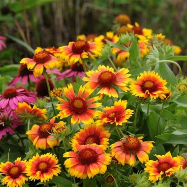 Гайлардия остистая крупноцветковая (Gaillardia aristata grandiflora)